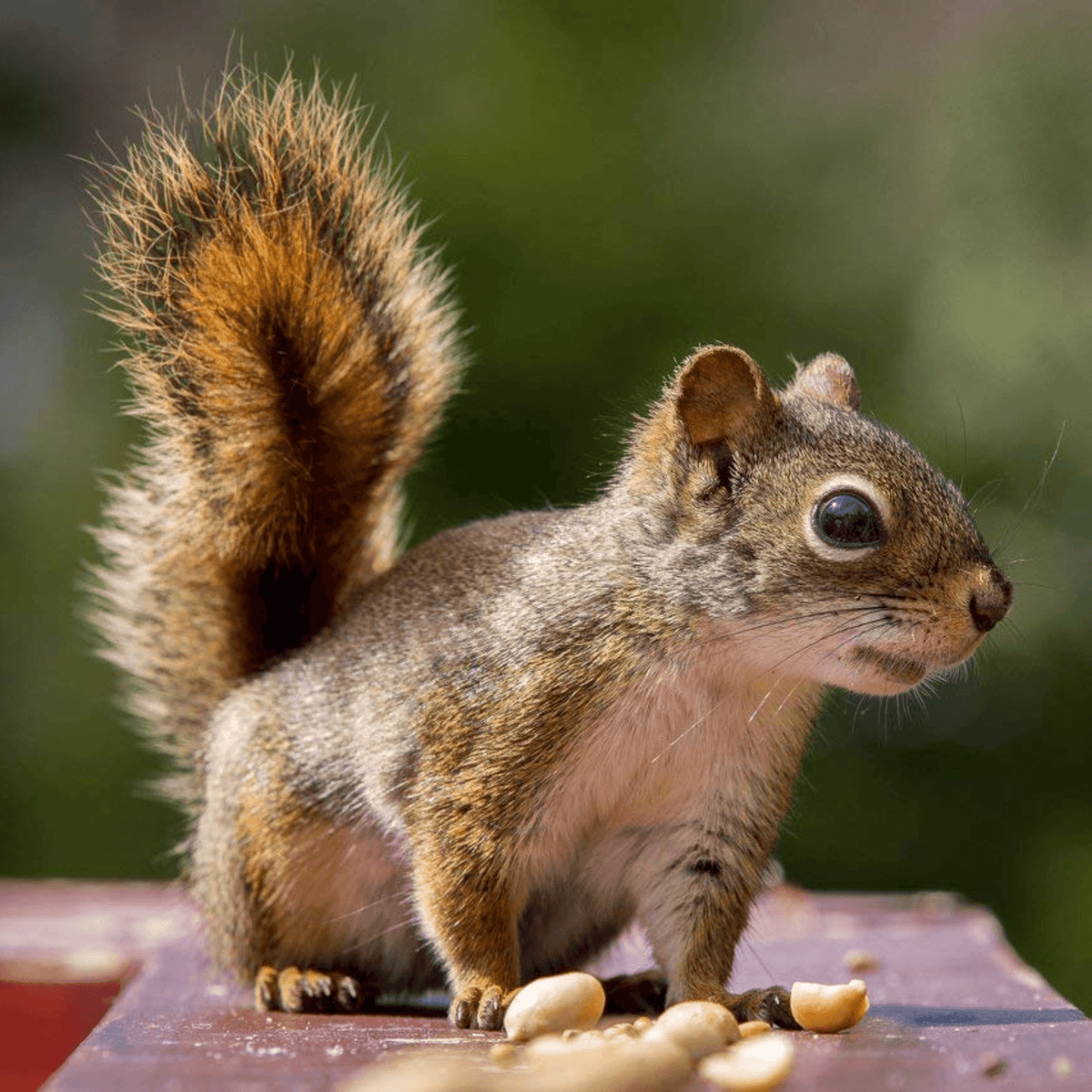 Wakefield Premium Squirrel House Nesting Box (Squirrel)