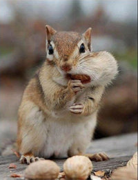 Wakefield Virginia Peanuts Animal Grade Raw Wildlife Peanuts (10 LBS) (Chipmunk)