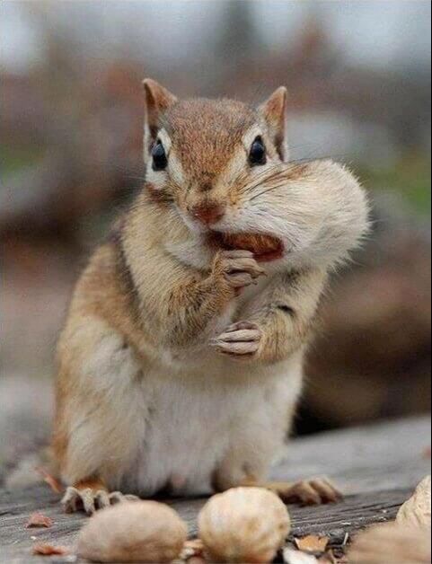 Wakefield Virginia Peanuts Shelled Animal Peanuts, 45 LBS (Chipmunk)