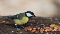 Wakefield Virginia Peanuts Animal Grade Raw Wildlife Peanuts (10 LBS) (Bird Eating)