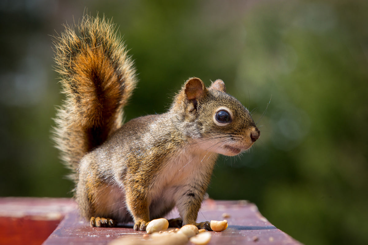 Wakefield Virginia Peanuts Animal Grade Raw Wildlife Peanuts (10 LBS) (Squirrel)