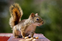 Wakefield Virginia Peanuts Animal Grade Raw Wildlife Peanuts (10 LBS) (Squirrel)