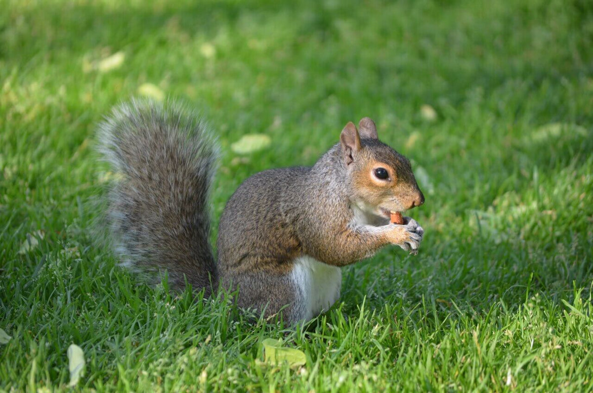 Wakefield Virginia Peanuts Shelled Animal Peanuts, 45 LBS (Squirrel Eating)
