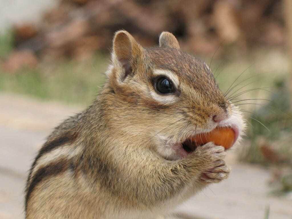 Wakefield Virginia Peanuts Shelled Animal Peanuts, 45 LBS (Chipmunk Eating)